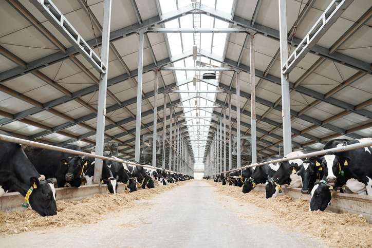 Two long rows of livestock eating hay inside large contemporary farmhouse