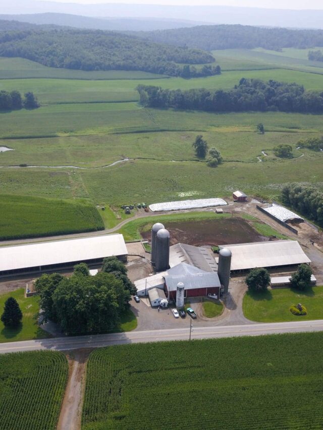 “Inside the American Dairy Farm: 7 Fascinating Insights into Dairy Production”